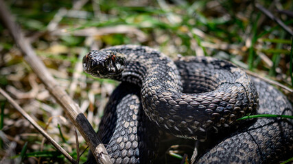 Fototapeta premium Common European adder (Vipera berus)
