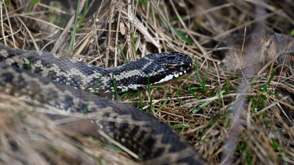 Fototapeta premium Common European adder (Vipera berus)