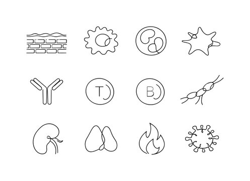 Innate and Adaptive Immunity. Minimalistic set one-line drawing skin barrier layer, macrophage cell, neutrophil cell, antigen shape, antibody Y symbol, T cell