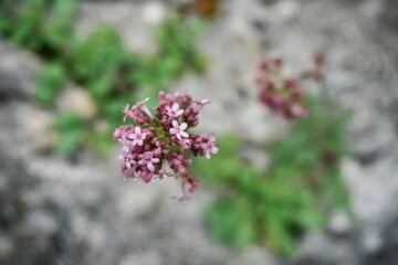 Fototapeta premium Wild pink flowers in the mountain
