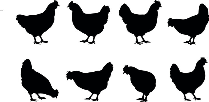 Set of chicken silhouettes isolated on white background, hen and poultry shapes collection, farm animal vector illustration for agricultural and food design