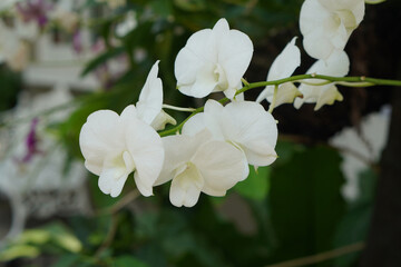 Fototapeta premium side view beautiful eight white orchids in branch on green tree background, blur nature, decor, decoration, religion, buddha, fashion, copy space