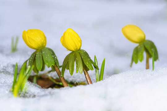 Yellow winter aconite flowers in the snow