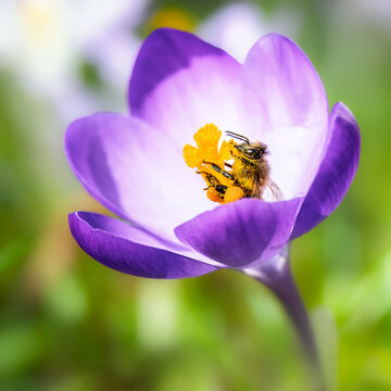 Bee pollinating in a corcus flower blossom
