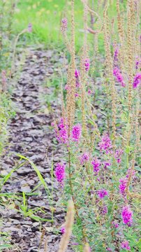 Lythrum. Flowers purple-leaved willow herb. An elongated wildflower that blooms in summer. Slow motio