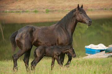 Fototapeta premium adult female Percheron Draft Horse mare with newborn foal in grass field by pond