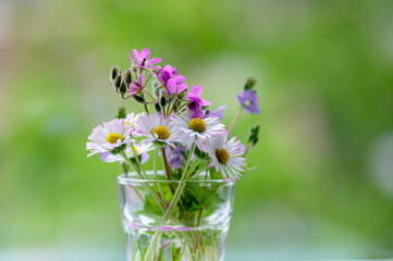Common daisy Bellis perennis wild meadow flower bouquet with speedwell and geranium in small glass vase © Iva