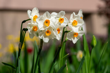 Obraz premium Narcissus tazetta paperwhite bunch flowered daffodil in bloom, early spring flowering white yellow plant
