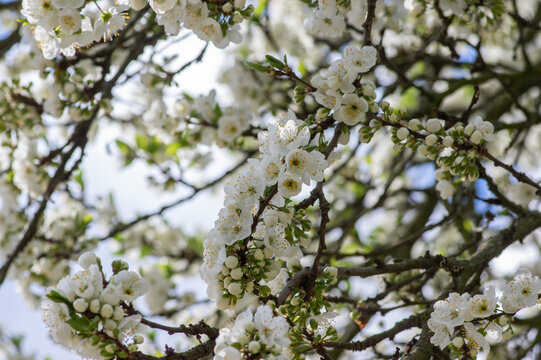 Prunus domestica italica greengages plums tree in bloom, beautiful rich flowering branches in springtime