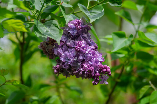 Syringa vulgaris violet purple flowering bush, groups of scented flowers on branches in bloom, common wild lilac tree