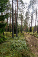 Fototapeta premium Dirt Path Through Tall Pine Forest