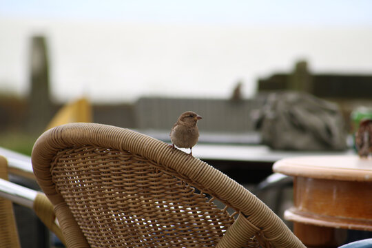 Sparrow on a chair