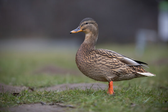 Female mallard duck standing on grass with blurred male duck in background in natural park environment.