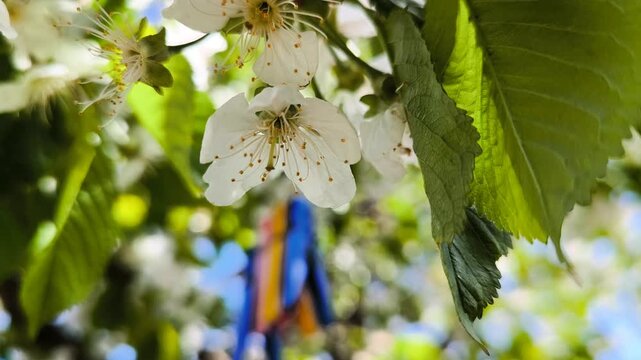 Spring blossom of apple tree in orchard. A spring landscape in a garden, an apple tree in bloom, and clothes pegs on a rope.
