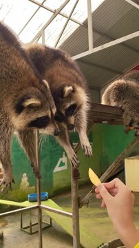 Raccoons eagerly reaching out for food in a petting zoo. Cute animals interacting closely, stretching their paws to grab treats in a playful and engaging scene.
