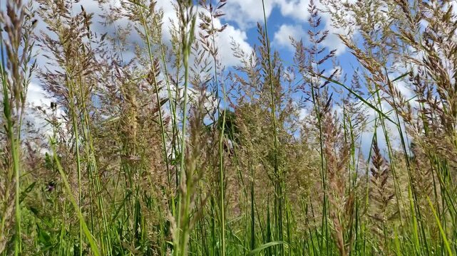 The tall stems of the ground vine. A perennial herbaceous plant from the family of cereals. The stems are erect, thin, with panicles at the tips. The grass sways against the sky. Clear summer weather.