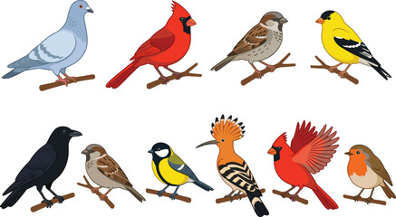 Wild garden birds set with cardinal pigeon crow and robin, cad drawing flat vector illustration. © VectoVerse