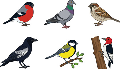 Common wild birds set with woodpecker pigeon sparrow bullfinch, cad drawing flat vector illustration. © VectoVerse