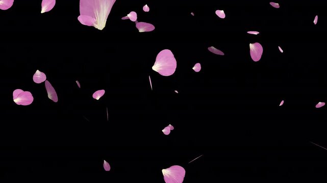 Sakura petals falling down. Romantic pink flowers
