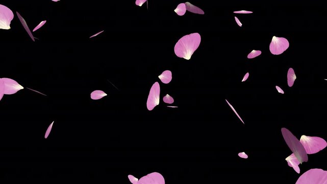Pink sakura falling petals background. Vector illustration