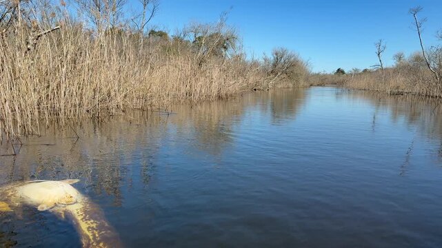 Wide shot of a reed lined canal with a white dead wels catfish Silurus glanis floating belly up in southwest France. Result of population control and no release policy.