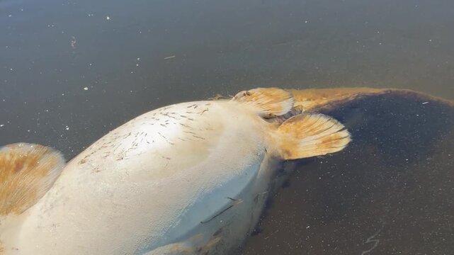 Portrait view of dead wels catfish Silurus glanis floating belly up with slow pan from head to sinking tail and sunlight reflections on water in a lake in southwest France. 