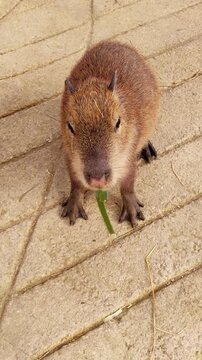 Closeup of a capybara eating fresh greens in a petting zoo. The animal eagerly looks for more food, showing its cute face and expressive features in a playful scene.