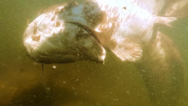 Dead wels catfish Silurus glanis floats belly up stuck in reed stems with forest and sunlight reflections on the water surface in southwest France. Result of population control and no release policy.