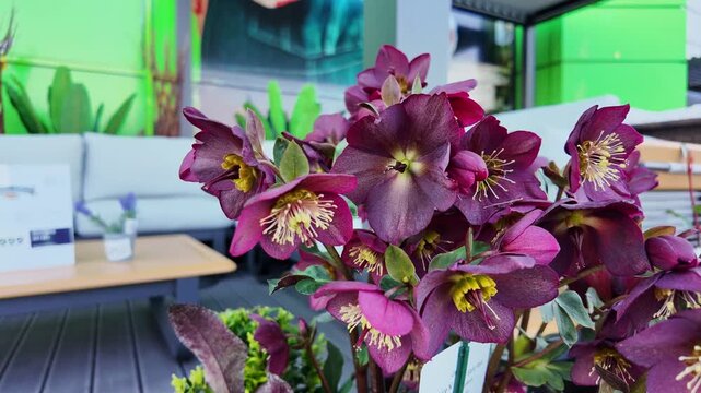 Magnificent dark burgundy Helleborus blooming in a modern patio setting, featuring deep purple petals with vibrant yellow stamens, perfect winter-hardy perennial for early spring garden decoration and