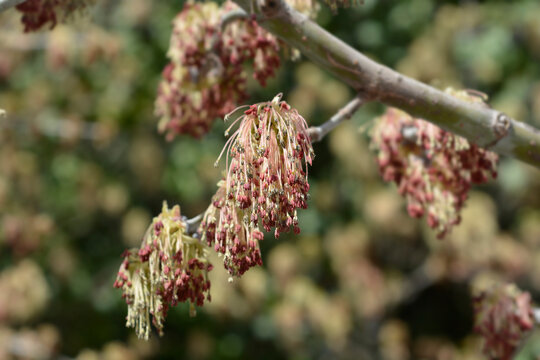 Boxelder maple branches with flowers - Latin name - Acer negundo