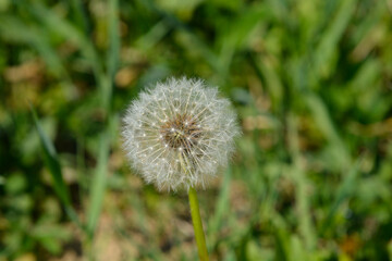 A macro shot of a fluffy white dandelion seed head with delicate seeds and thin fibers standing in a green grassy meadow - latin name - Taraxacum officinale