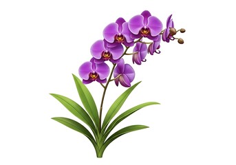 Obraz premium Purple orchid flower on a white background, isolated on white background