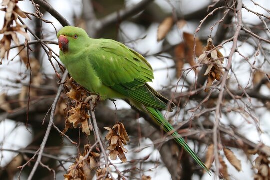 Parrocchetto dal collare