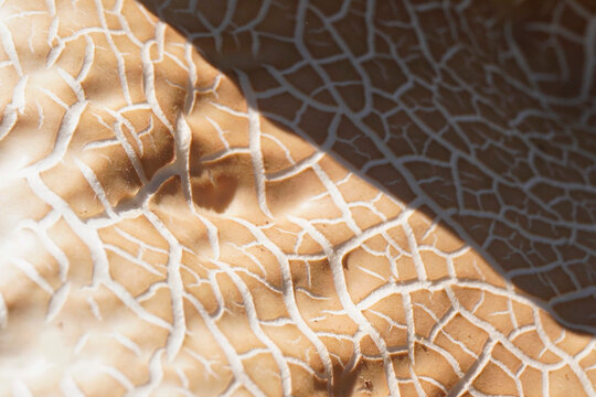 Texture of wild striated mushroom