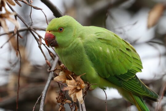 Parrocchetto dal collare