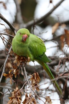 Parrocchetto dal collare