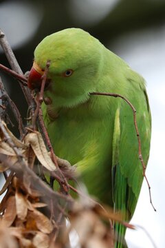 Parrocchetto dal collare