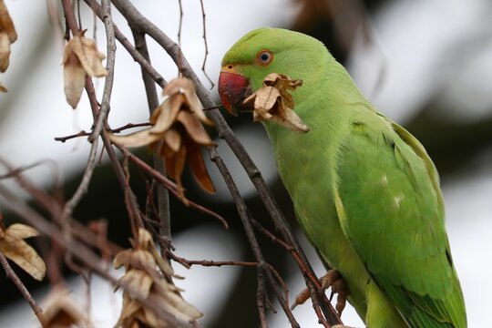 Parrocchetto dal collare