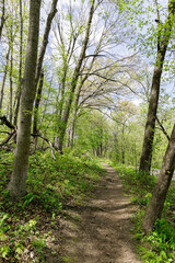 Obraz premium Hiking Path in Wooded Forest Park
