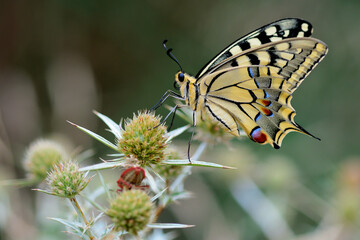 Swallowtail butterfly close-up