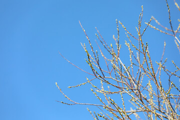 Fototapeta premium Emerging spring buds covering tree branches under a clear blue sky, signifying new life, renewal, and upcoming seasons in nature, fresh growth against copy space