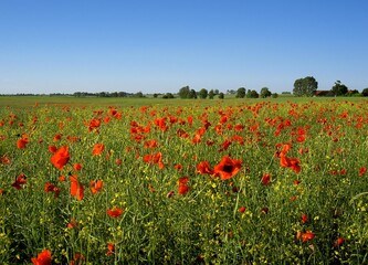 Obraz premium A picturesque summer meadow in the Masurian countryside filled with wild red poppies and green grass under a blue sky. The rolling hills and vibrant floral landscape.