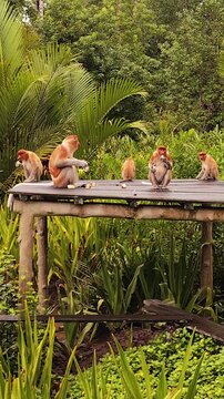 Wild proboscis monkeys (Nasalis larvatus) family on the wooden feeding platform at the famous Labuk Bay Proboscis Monkey Sanctuary in Borneo.