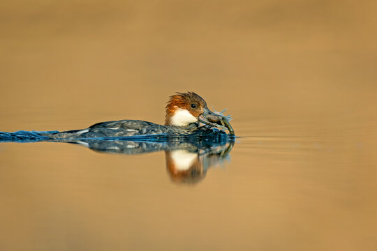 Female Smew (Mergellus albellus) catching and eating a fish on a calm lake. Wildlife action and behavior photography in golden light.