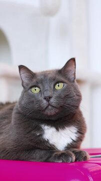 Gray cat on pink suitcase relaxed portrait with heartshaped white chest patch and yellowgreen eyes soft gray fur and whiskers indoor balcony with blurred architecture background calm cozy mood