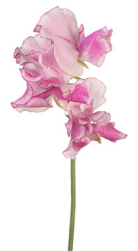 sweetpea flower