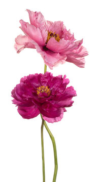 peony flower isolated