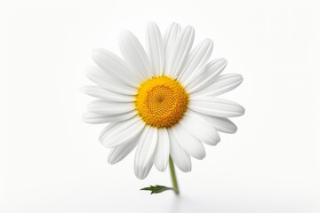 Obraz premium Daisy with white petals and yellow center on a clean, isolated background