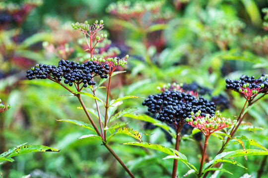 Ripe black elderberries on branches among green leaves natural light blurred background autumn harvest