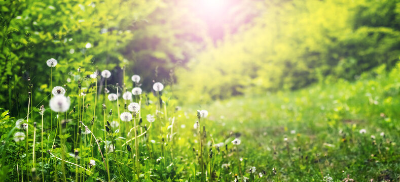 Magical glade with white dandelions among bright green forest in radiant sunlight wide format summer scene